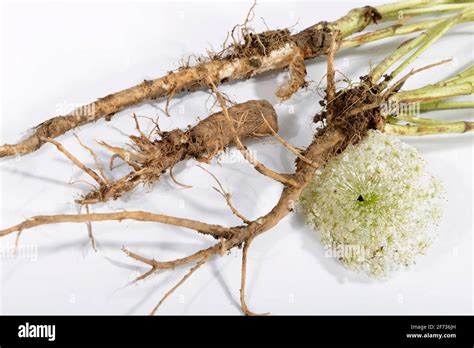 Wild carrot (Daucus carota), root Stock Photo - Alamy