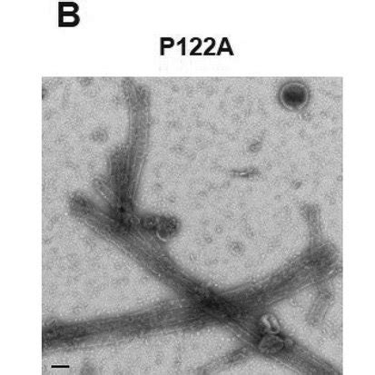 P A And I Ca Mutants Assemble Into Tubes In Vitro Wild Type And