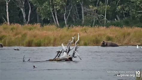 Katmai Bear Cam River Watch 909 And 910 Families Play The Moms