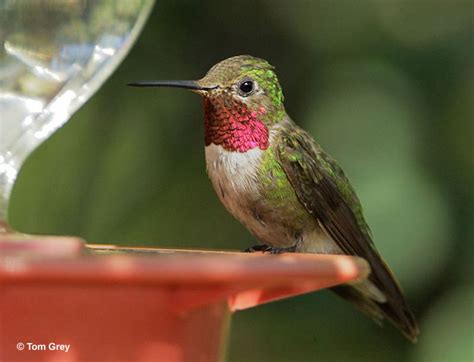 Broad Tailed Hummingbird Id Facts And More Birdzilla