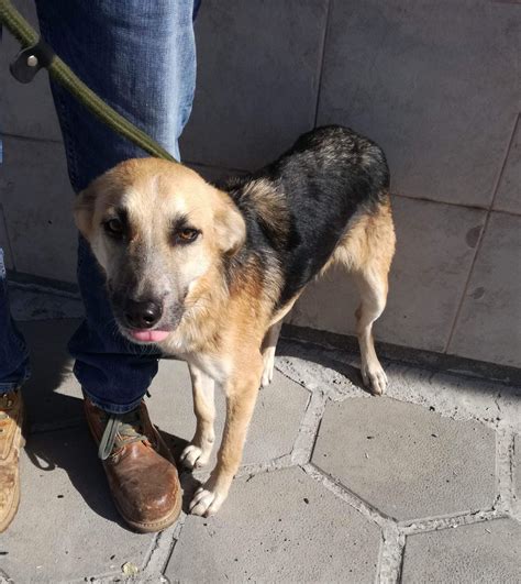 Success Stories - Brighter Days Rescue