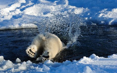 A Polar Bear Plunges Into The Water In Norway