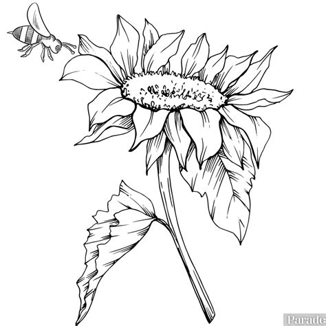 25 Free Printable Flower Coloring Pages Parade