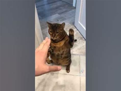 кот боксер - YouTube