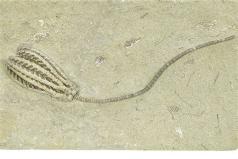 Fossil Crinoid Histocrinus Monroe County Indiana