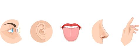 senses set kids   cards organs vector image