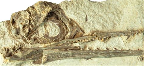 Unraveling a Mystery: Bird Brains Left Other Dinosaurs Behind