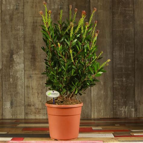 Каллистемон растение купить в Москве