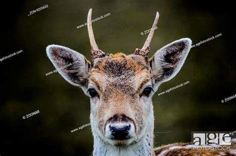 Fallow Buck Portrait Southern Burgenland Stock Photo Picture And