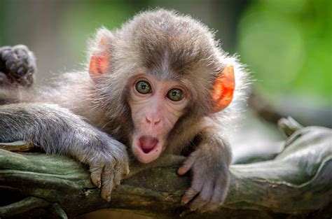 Did You Know This About The Apple Store Monkey? (You Won't Believe #3!) Image 12