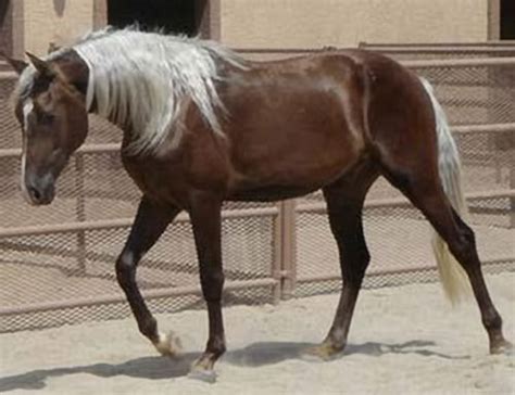 Chocolate Palomino Horse