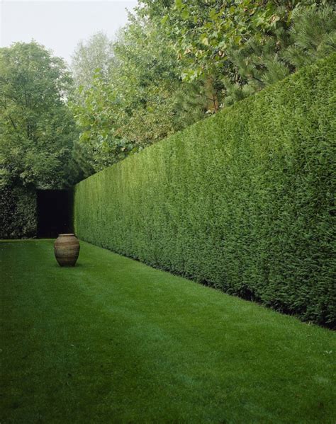 hecke im garten als sichtschutz eine variante zum zaun