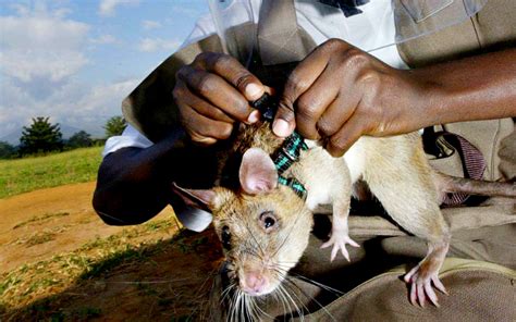 Как работают крысы-саперы » BigPicture.ru