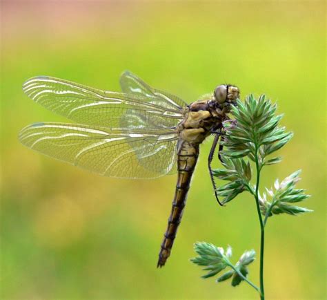 dragonfly animal wildlife