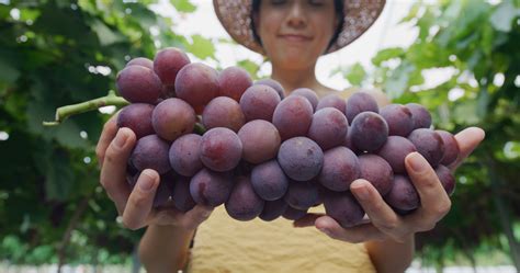 Guide to Organic Grape Cultivation in the United States – Soil Seed & Water