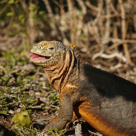 Rolf Wittmer - 🦎🏝️ IG-WANNA See Something Incredible?...