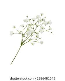 68,279 Gypsophila Royalty-Free Images, Stock Photos & Pictures ...