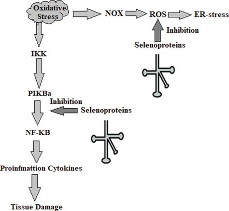 Synthesis And Types Of Selenoproteins And Their Role In Regulating