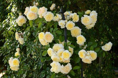 Роза Пилигрим Фото И Описание – Telegraph