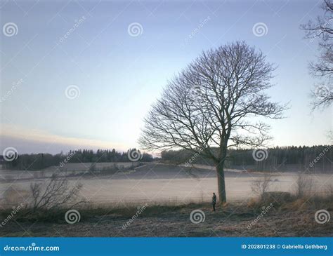 Man Under A Naked Tree In Misty Agricultural Landscape Stock Photo Image Of Foggy Looking