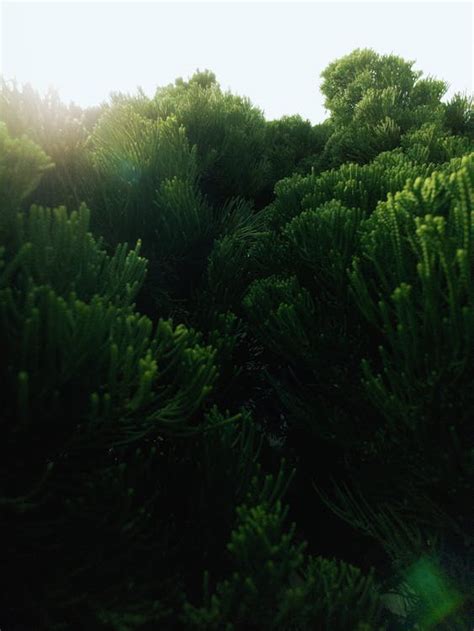 Пышный зеленый сосновый лес в Бразилии · Бесплатные стоковые фото