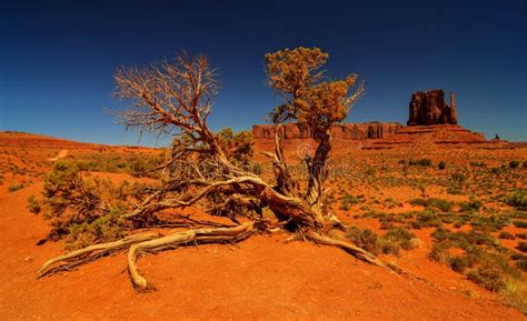 Desert Tree in Monument Valley Stock Photo - Image of navajo, looking: 31599332