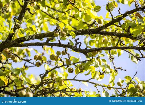 Small Wild Apples Stock Photo Image Of Sweet Fruit 132870234