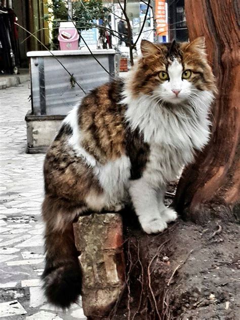 Beautiful Turkish Angora Street Cat Michael Broad