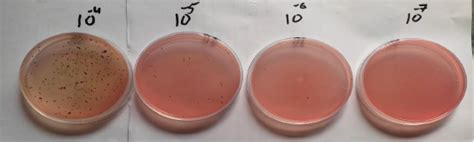 Impact Of Bacillus Amyloliquefaciens On Immunity Of The Broiler Chicken