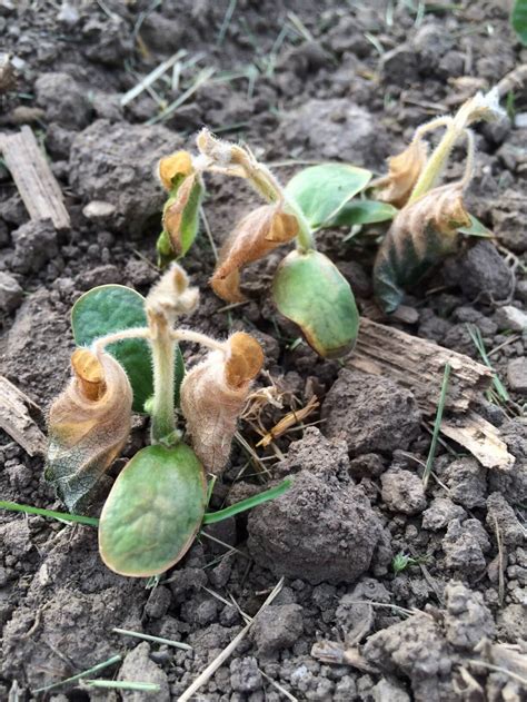 Wheat Pete's Word, May 27 — A Severe Frost, Replant Decisions and a