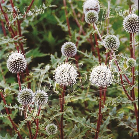 Echiniops ‘arctic Glow Globe Thistle Cavanos Perennials