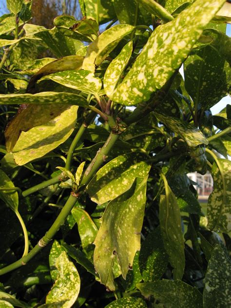 Dublin Flora: Aucuba japonica 'Crotonifolia'