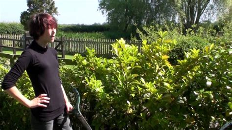 Nantwich Show Girls Nice Trim Bush On A Hot Day Youtube