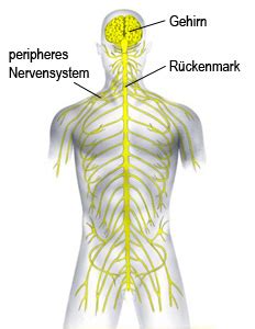 Das Nervensystem Des Menschen