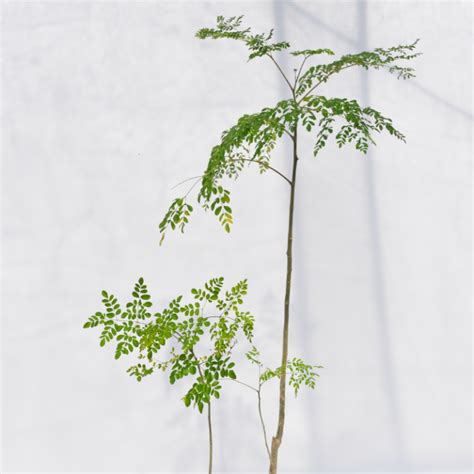 Pokok Kelor Moringa Moringa Oleifera Pokok Hidup Live Plant