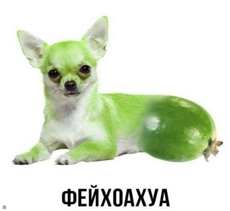 Пин от пользователя Zlata_ril_jezni на доске Мемы | Мемы про животных ...