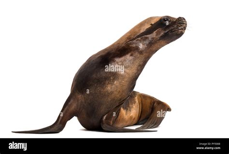 California Sea Lion 17 Years Old Looking Right Against White