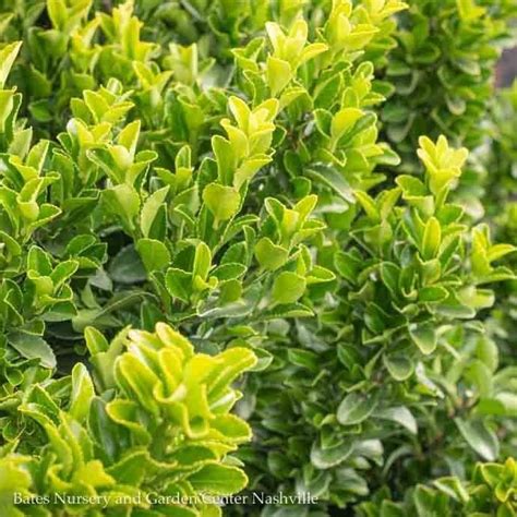5 Euonymus J Green Spireupright