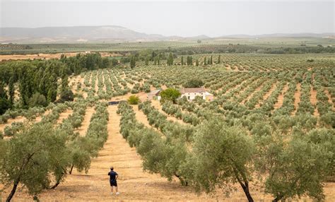 worlds olive oil supply threatened  worst drought  living memory