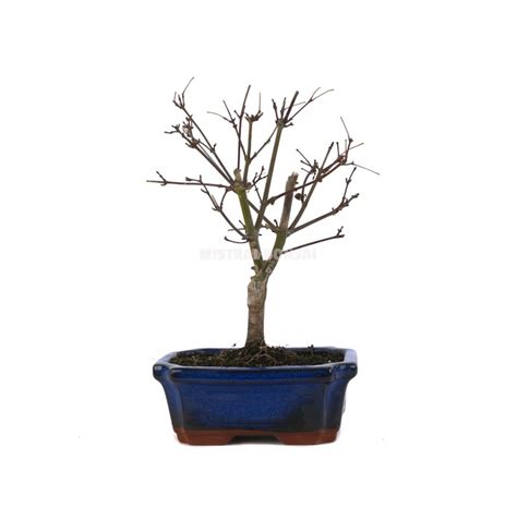 Acer Palmatum Deshojo Bons I A Os Arce Japon S Mistral Bonsai