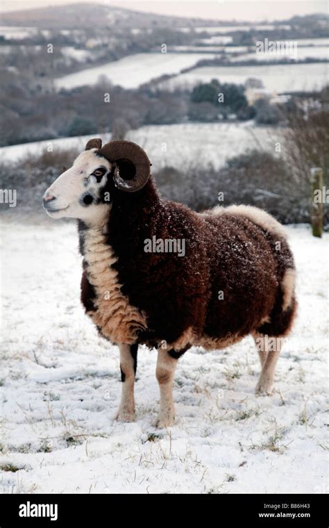 Snow Mountain Ram Animal