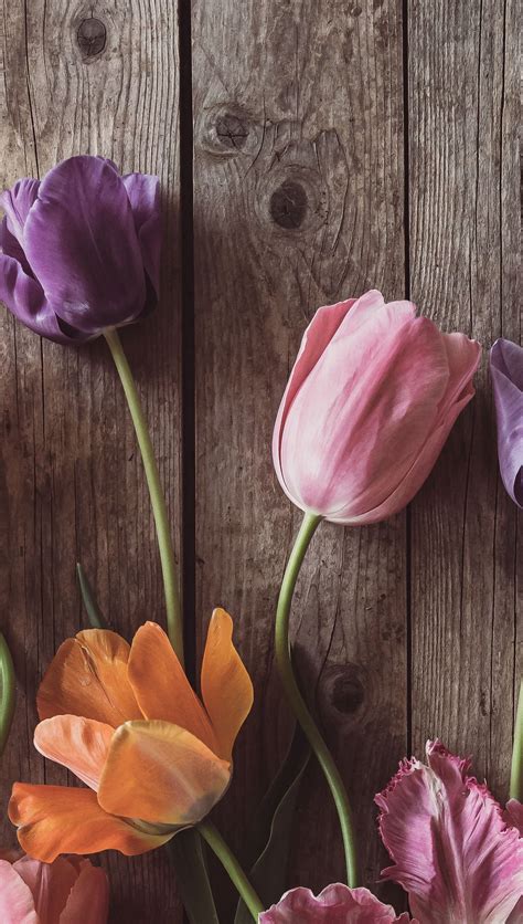 Fondo De Pantalla Con Imágenes De Tulipanes Tulipanes Rosas Fondo De