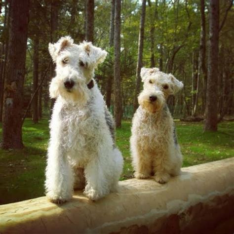 Wire Fox Terrier Vs Soft Coated Wheaten Terrier Breed Comparison