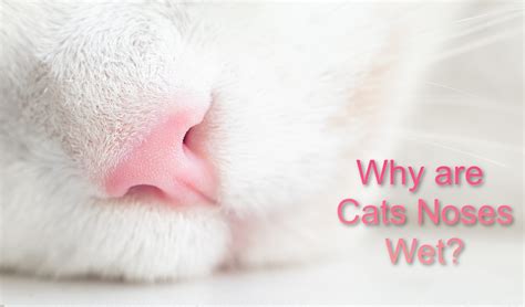 Why Are Cats Noses Wet (5 Reasons) | ProudCatOwners