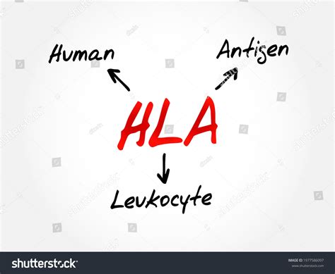Hla Human Leukocyte Antigen Acronym Medical Stock Vector (Royalty Free ...