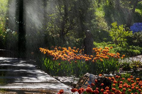 Falling Rain Photograph By Jay Stockhaus Pixels