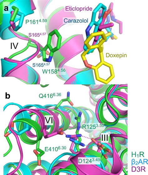 PDF Structure Of The Human Histamine H1 Receptor Complex With Doxepin