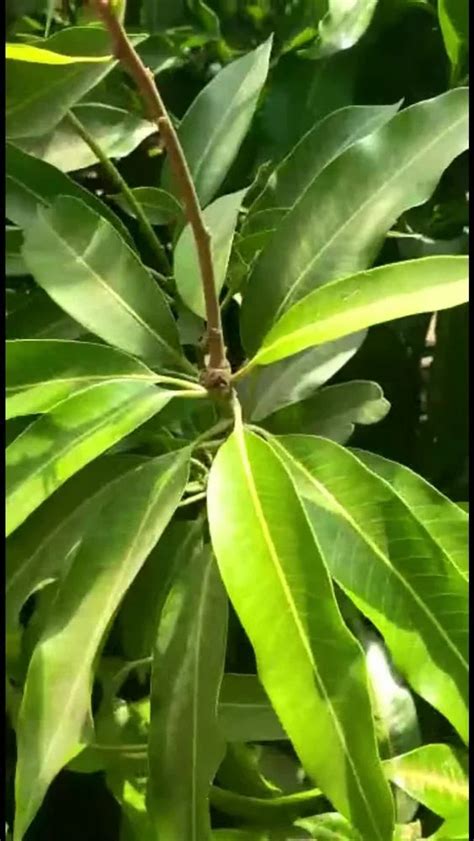 Vanraj Mango Grafted Plant For Farming And Gardning At ₹ 300plant In