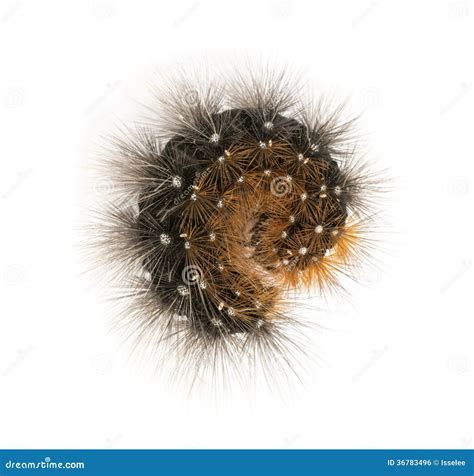 Fox Moth Caterpillar Stock Image | CartoonDealer.com #82724647