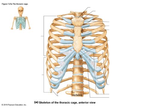 Thoracic Cage Anterior View Diagram Quizlet